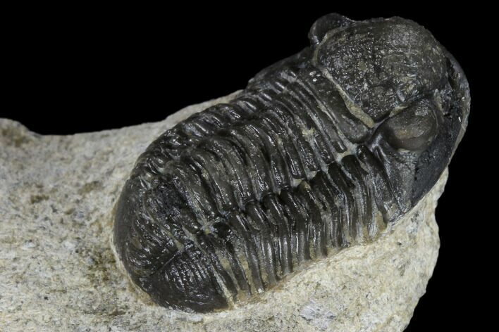 Detailed Gerastos Trilobite Fossil - Morocco #118999